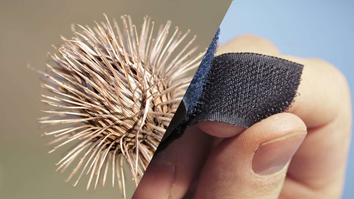 Nature’s Design