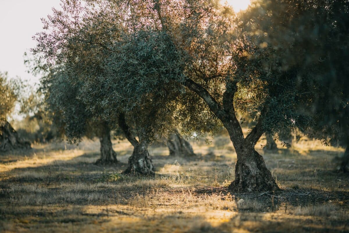 Every Olive Leaf Holds a Story-And Liofyllo Reveals It